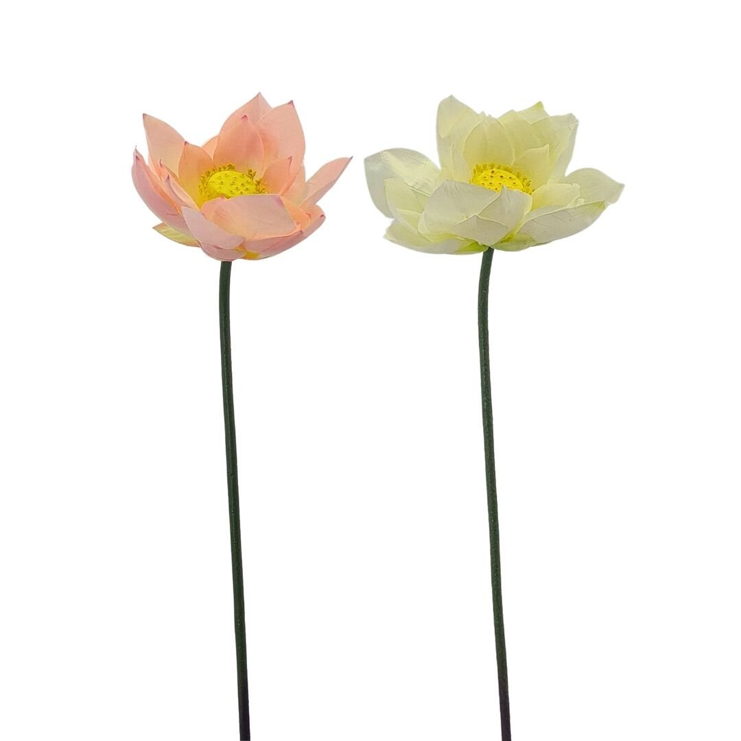 Tek Dal Manolya 24cm