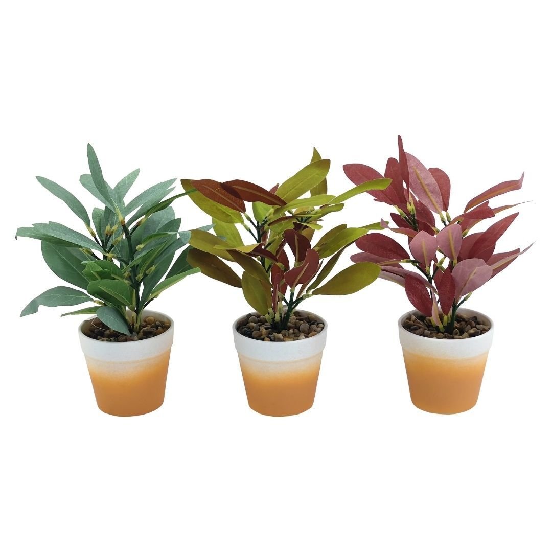 Saksılı Bitki 15x24cm