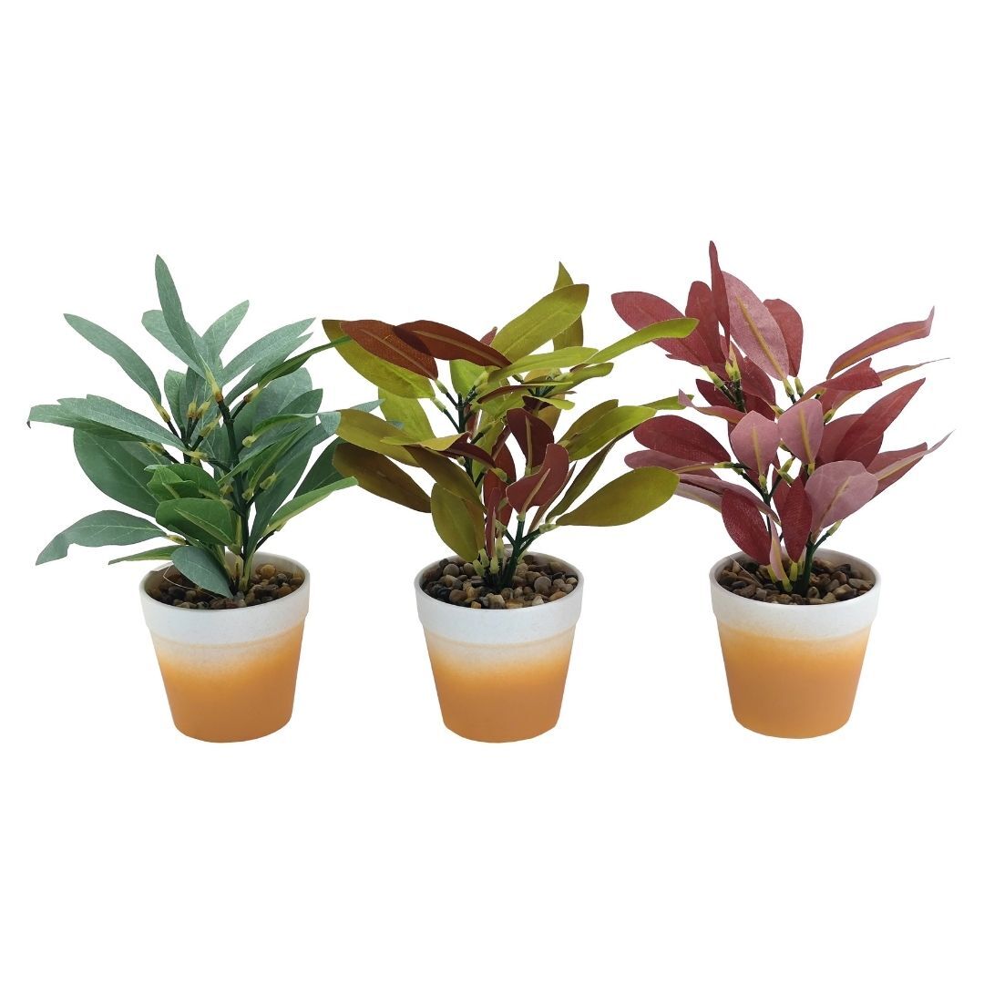 Saksılı Bitki 15x24cm