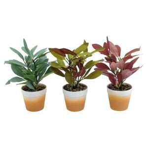 Saksılı Bitki 15x24cm