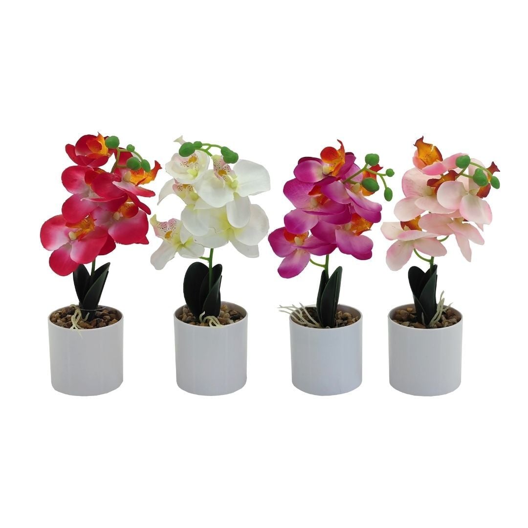 Saksılı Orkide 12x18cm