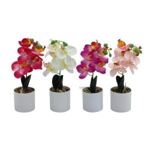 Saksılı Orkide 12x18cm