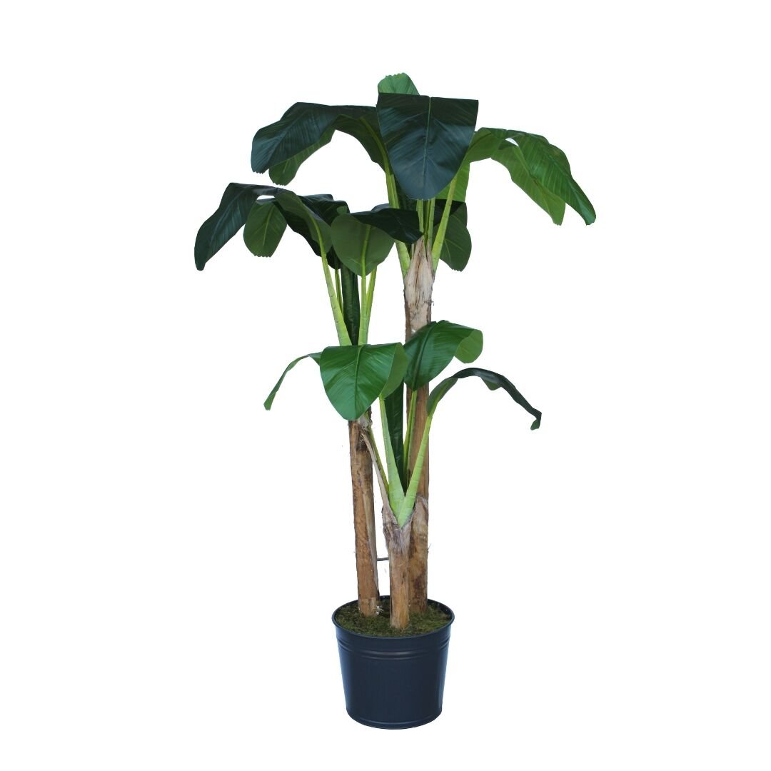 3lü Muz Ağacı 100x200cm