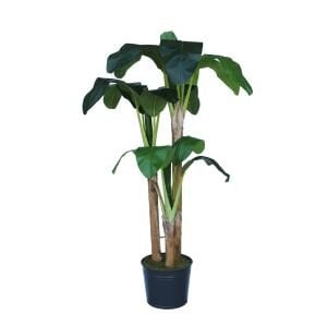 3lü Muz Ağacı 100x200cm