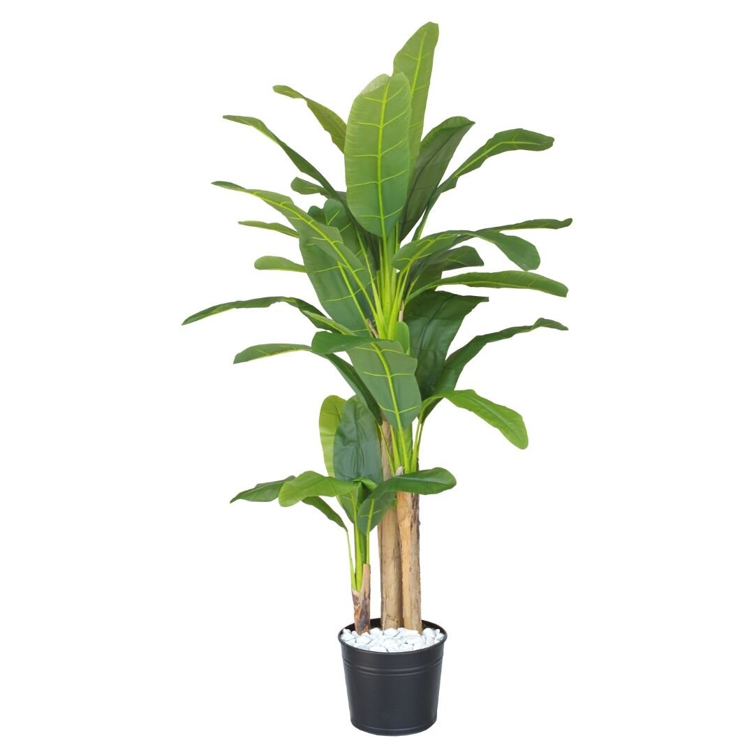 4lü Muz Ağacı 140x230cm