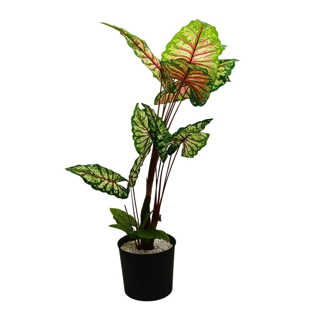 Kaladyum Ağaç 90x170cm