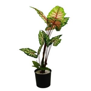 Kaladyum Ağaç 90x170cm