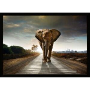 UV Yürüyen Fil Tablo 75x105cm