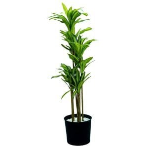 5li Yucca Ağaç 50x180cm