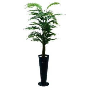 Areka Ağaç 80x160cm