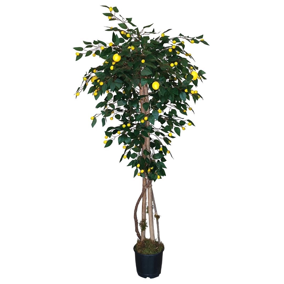 Limon Ağacı 80x165cm