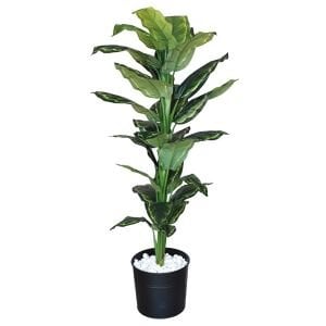 Difenbahya Ağaç 85x185cm