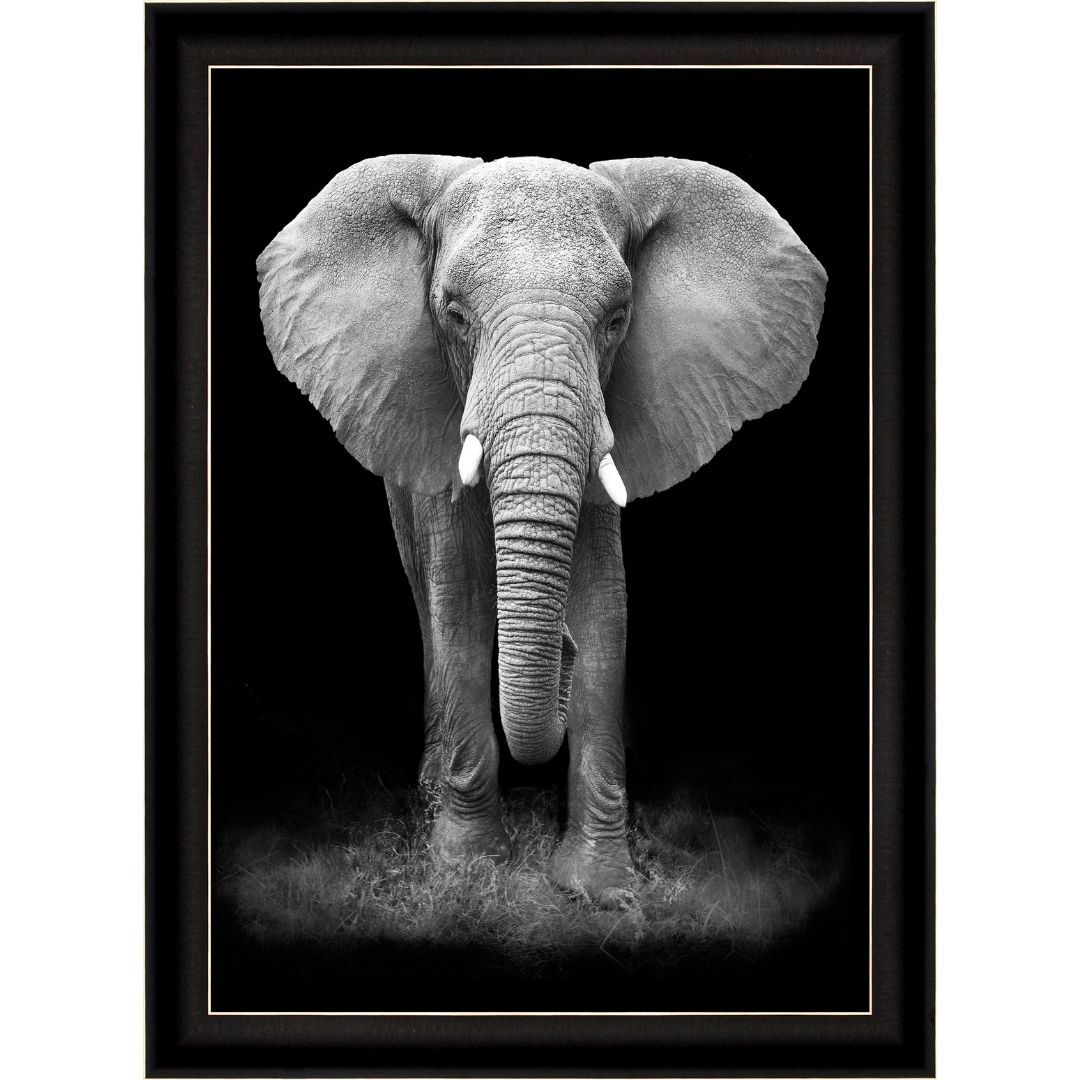 UV Siyah Fil Tablo 75x105cm