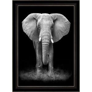 UV Siyah Fil Tablo 75x105cm
