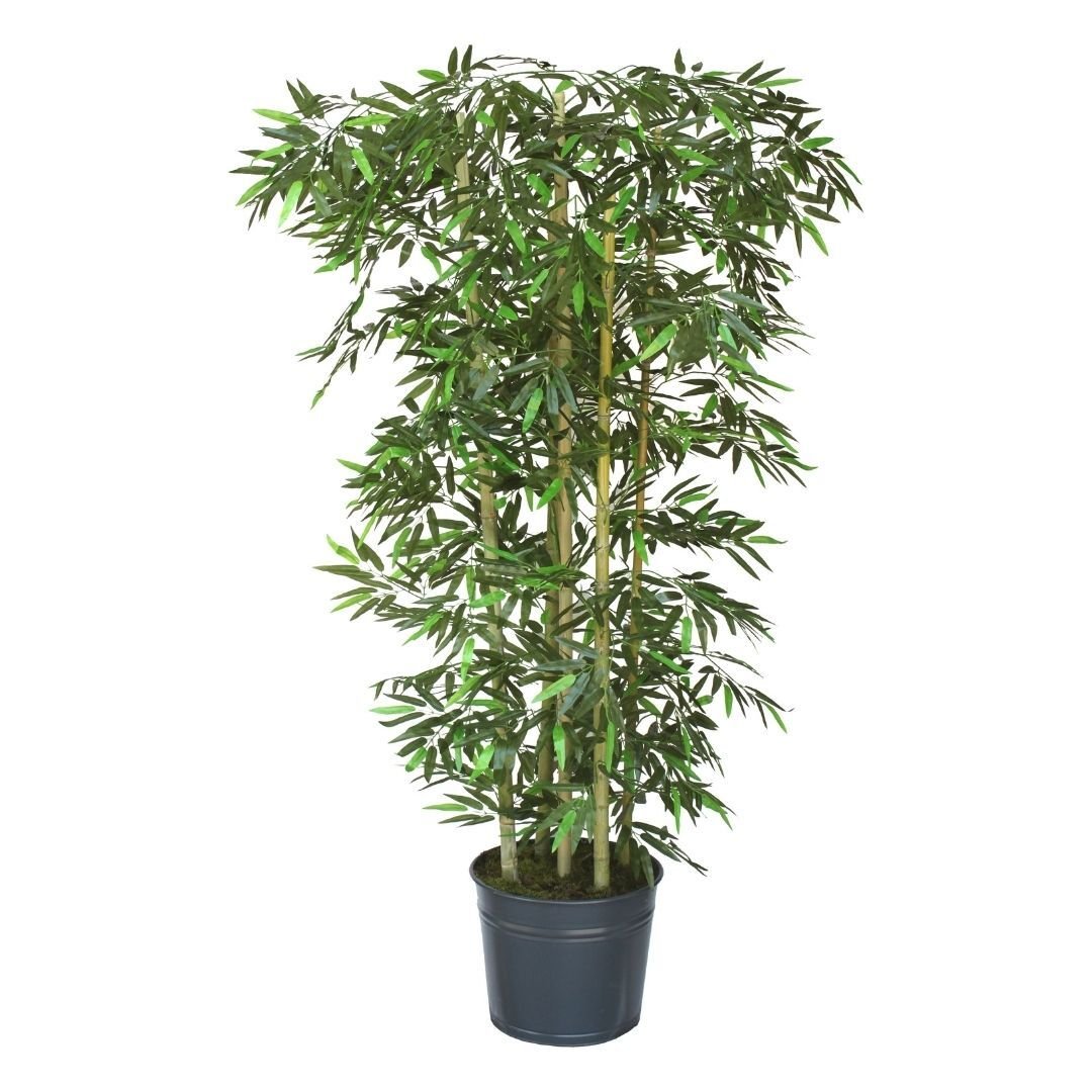 Bambu Ağacı 110x185cm