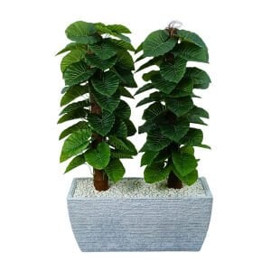 2li Arium Ağaç 76x125cm