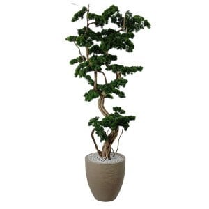 Saksılı Bonsai Ağaç 50x220cm