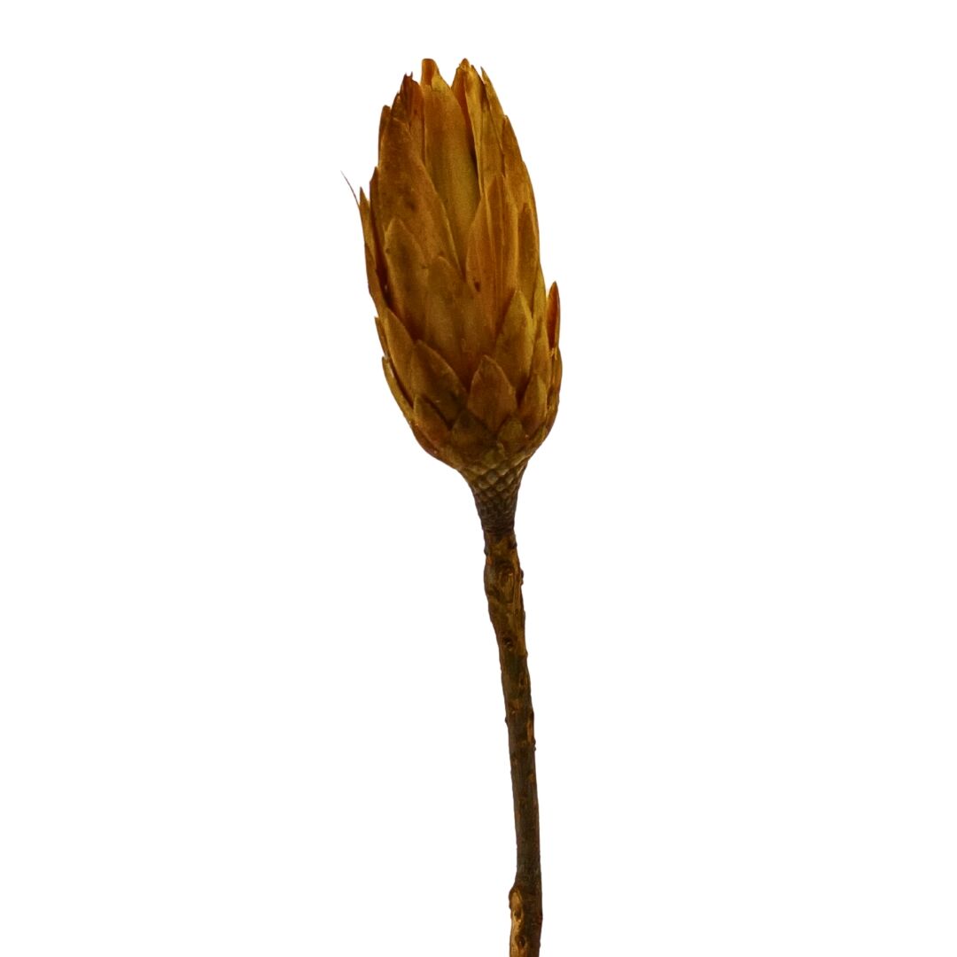 Çiçek Kuru Dal Bitki 35cm