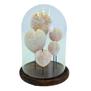 Taşlar Fanus Obje 17x24cm