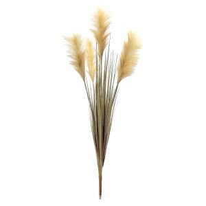 İnciraltı Tilki Kuyruğu Sazlık  110Cm