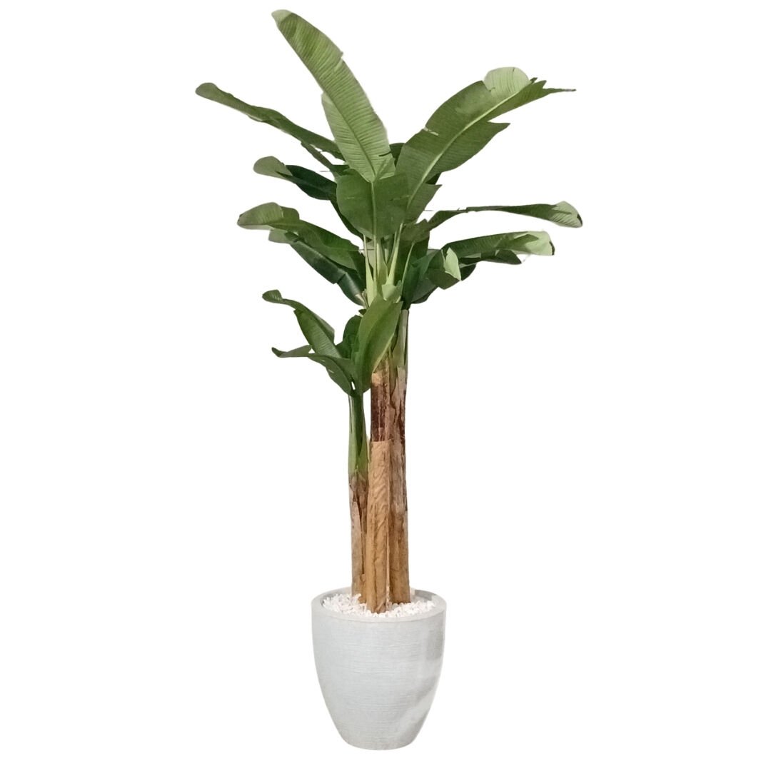 3 Gövdeli Muz Ağacı 150x250cm