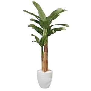 3 Gövdeli Muz Ağacı 150x250cm