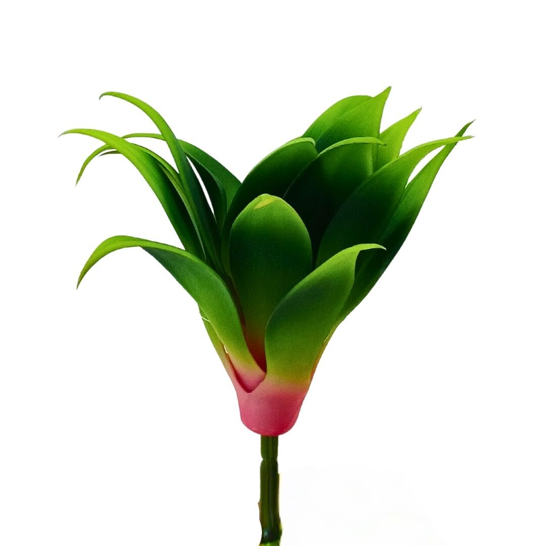 Sukulent Bitki 25x30cm