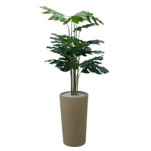 Devetabanı Ağaç 80x170cm