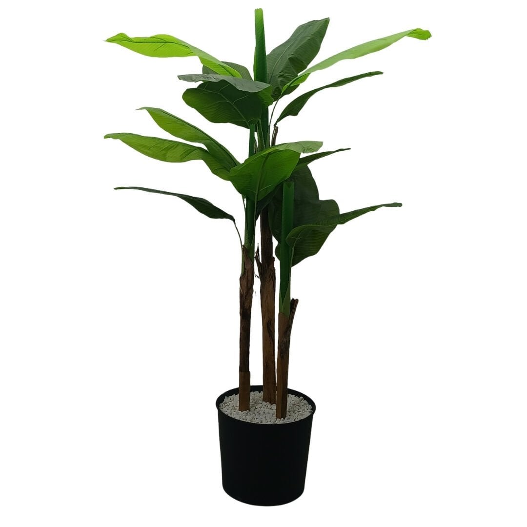 3 Gövdeli Muz Ağacı 100x190cm