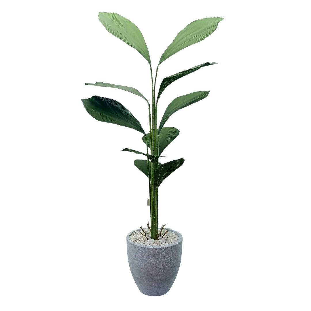 Yelpaze Yapraklı Ağaç 80x190cm