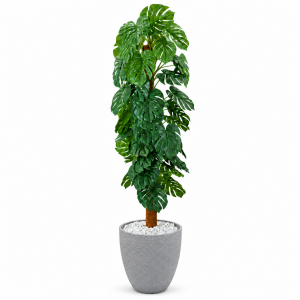 Monstera Ağaç 80x210cm