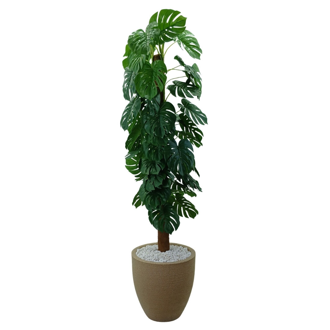 Monstera Ağaç 80x210cm