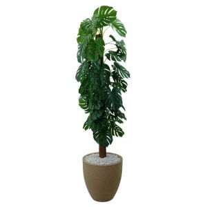 Monstera Ağaç 80x210cm