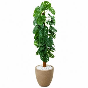 Monstera Ağaç 80x210cm