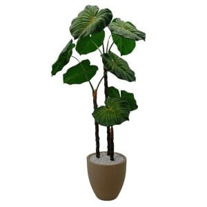 Alucassia Ağaç 90x190cm