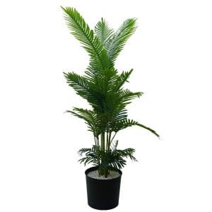 Areka Palmiye 90x190cm