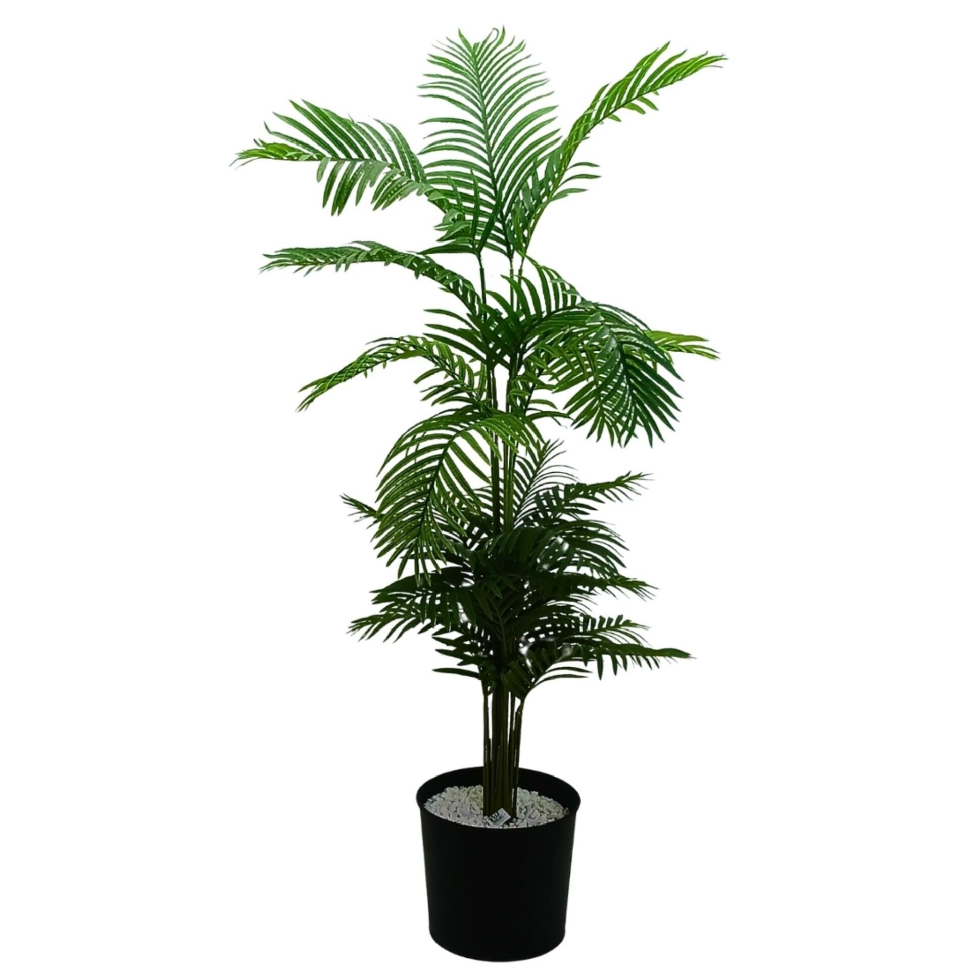 Areka Ağaç 80x200cm