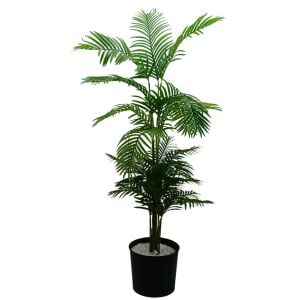 Areka Ağaç 80x200cm