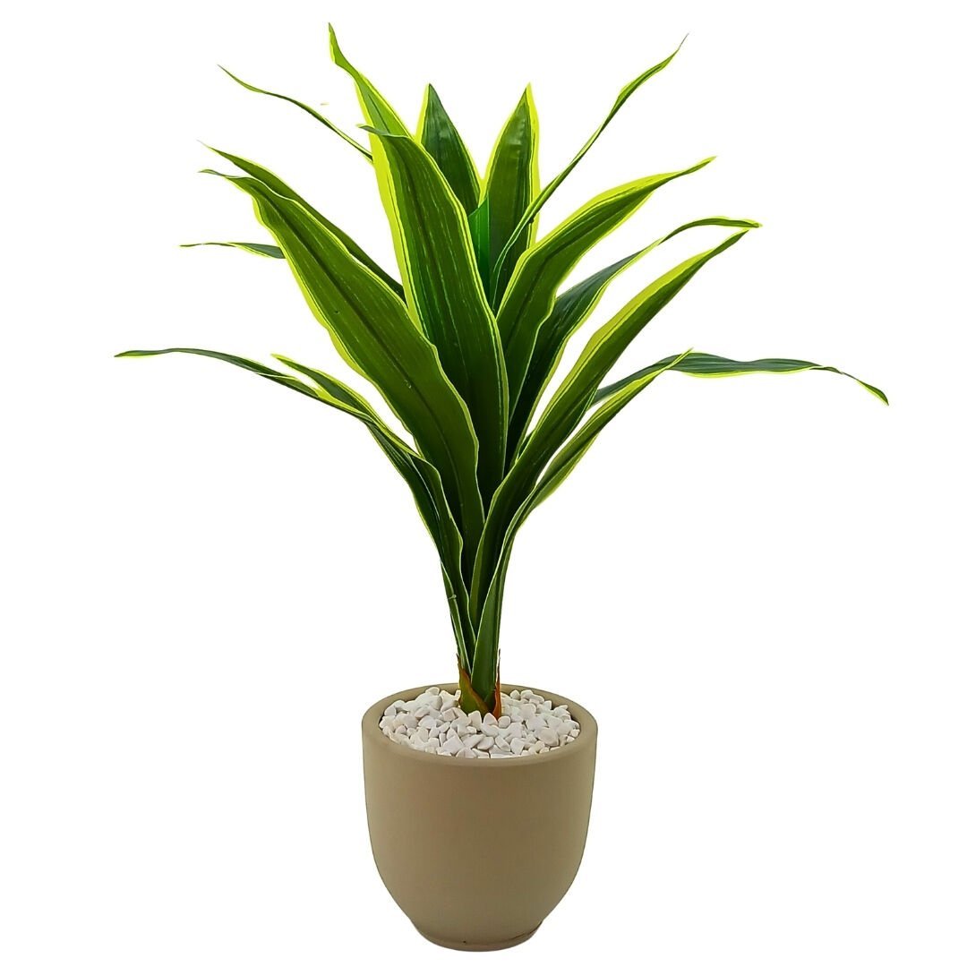 Yucca Saksılı Bitki 80x100cm