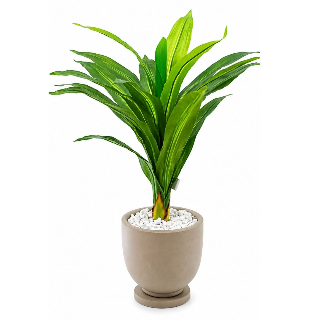 Yucca Saksılı Bitki 80x70cm