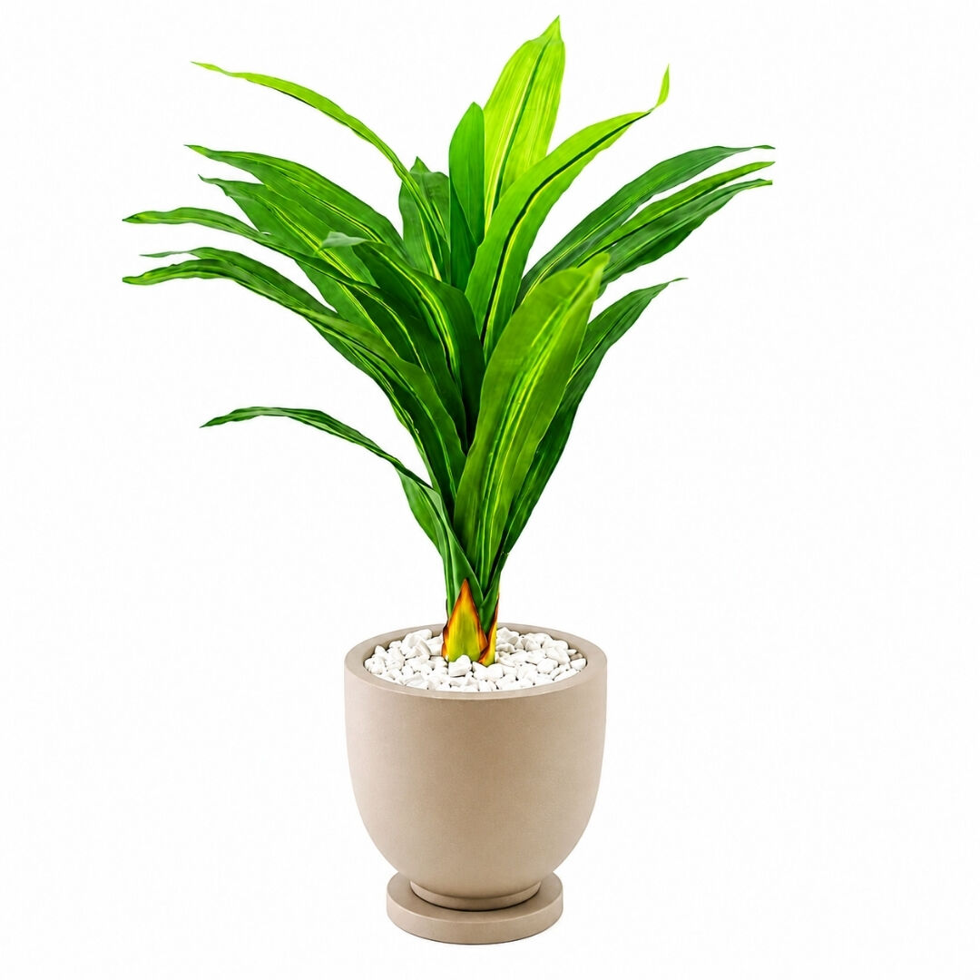 Yucca Saksılı Bitki 80x70cm