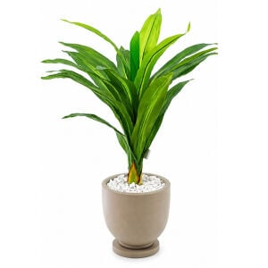 Yucca Saksılı Bitki 80x70cm