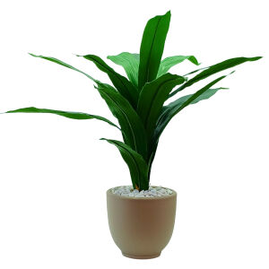 Yucca Saksılı Bitki 80x70cm