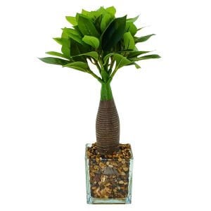 Cam Saksılı Bitki 25x40cm