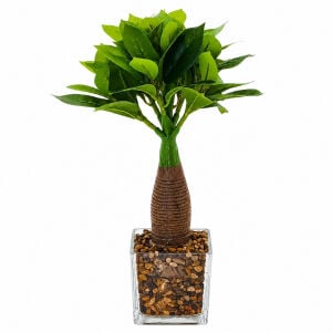 Cam Saksılı Bitki 25x40cm