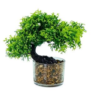 Cam Saksılı Bonzai 25x27cm
