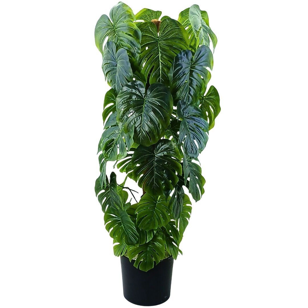 Deve Tabanı Ağaç 60x190cm