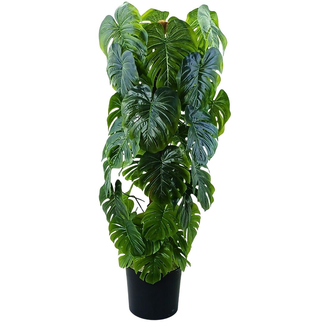 Deve Tabanı Ağaç 60x190cm