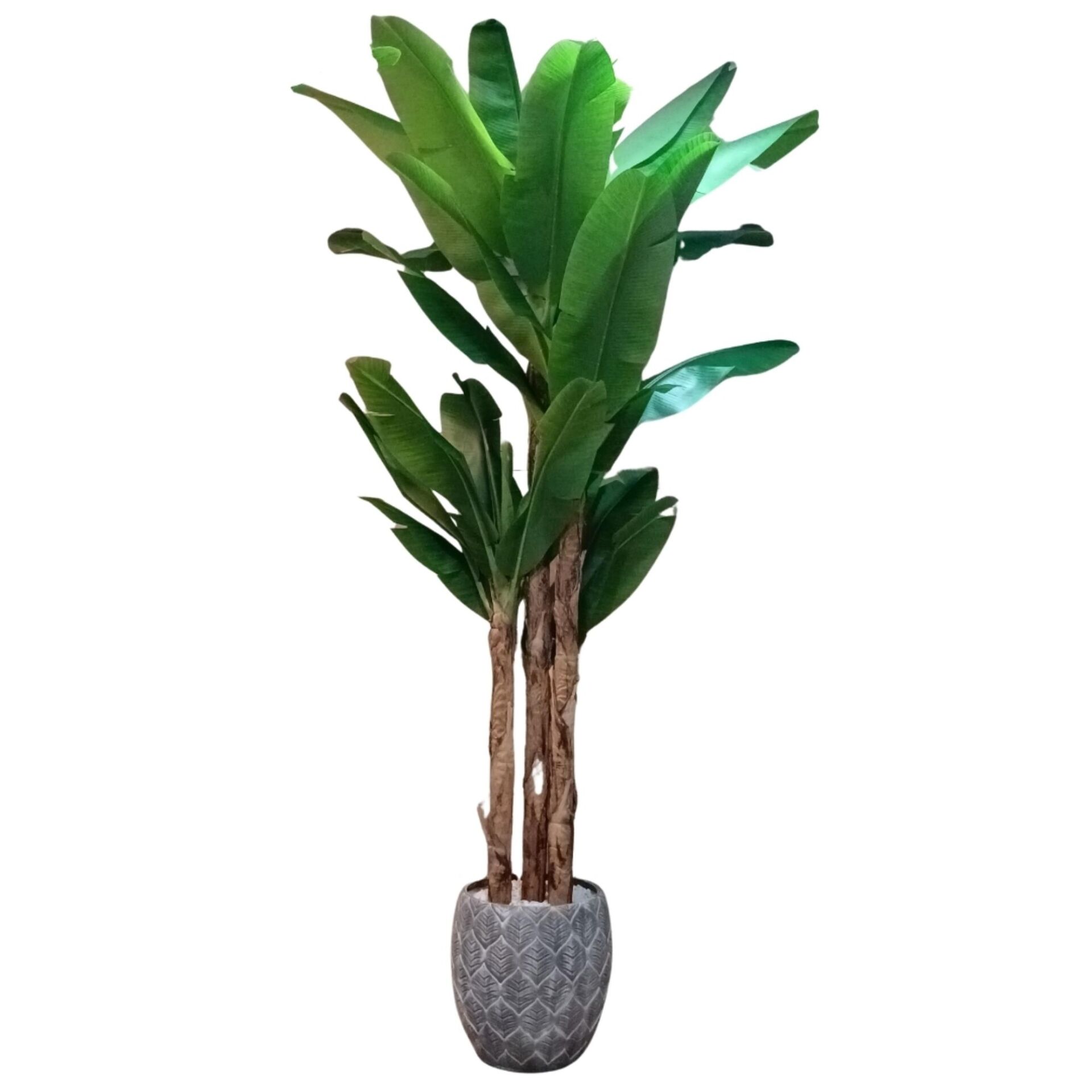 4 Gövdeli Muz Ağacı 150x300cm