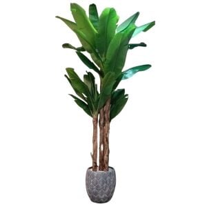 4 Gövdeli Muz Ağacı 150x300cm